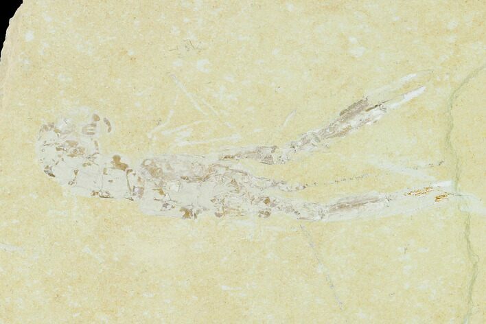 Cretaceous Lobster (Pseudostacus) Fossil - Lebanon #147053